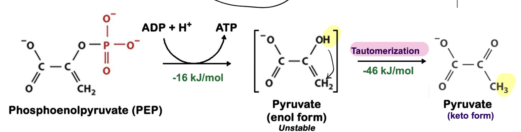 <p>PEP + ADP → pyruvate + ATP. SLP, energy capture.</p><p>Irreversible, exergonic (regulated by pyruvate kinase).</p><p>ATP synthesis is coupled with the hydrolysis and tautomerization of phosphophenolpyruvate (high energy intermediate) catalyzed by pyruvate kinase: PEP’s phosoester bond is broken releasing a small amount of energy and freeing the phosphate, creating the unstable enol form of pyruvate. The enol form pyruvate undergoes tautomerization into its keto form, releasing a large amount of energy that allows the phosphate from PEP to be transferred to ADP via substrate level phosphorylation. The products are ATP and the stable keto pyruvate.</p>