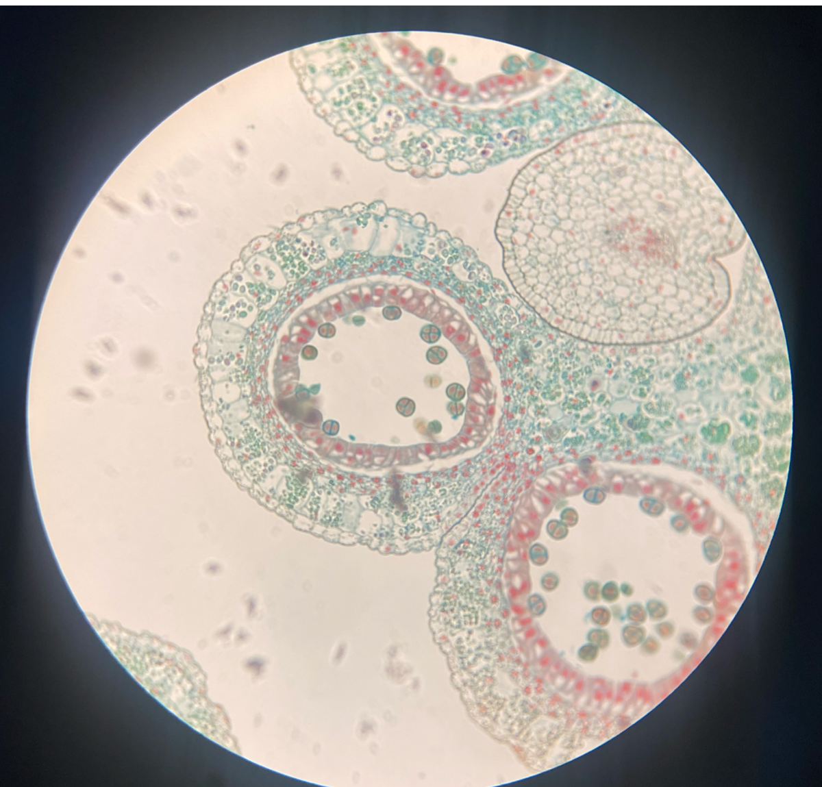 <p>Is this gamete a Female or Male?</p>