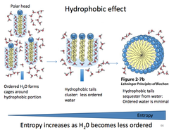 <p>- Hydrophobic molecules do not actually pull themselves together or have an inherent chemical attraction to each other. </p><p>- They "self-associate" (clump together) purely because the surrounding water network aggressively squeezes them out of the way. </p><p>- Physical Property Impact: By clumping together, hydrophobic molecules minimize their exposed surface area. This physical squeezing is the primary driving force that makes complex proteins fold into their specific 3D shapes and causes lipid bilayers to assemble spontaneously.</p>