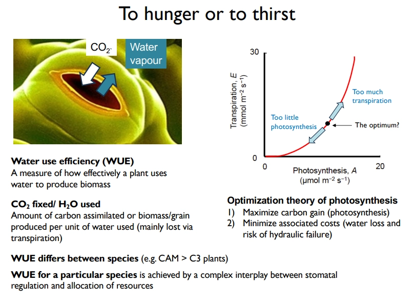 <ul><li><p><strong>water use efficiency</strong> = <strong>CO<sub>2</sub></strong> <strong>fixed </strong>in biomass<strong>/H<sub>2</sub>O used </strong>(mainly <strong>lost </strong>in transpiration)</p></li><li><p>this is important due to the <strong>optimisation theory</strong> of photosynthesis- plants have to strike a balance between <strong>maximising carbon fixation </strong>by photosynthesis and <strong>minimising water loss </strong>+ risk of <strong>hydraulic failure </strong>(trade-off)</p></li></ul><p></p><p>this varies <strong>between species</strong> (due to different photosynthesis types) and is <strong>regulated </strong>by changing stomatal aperture and density + resource allocation</p><p></p>