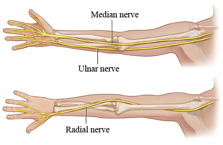 <p>ulnar - innervates 4th/5th digits</p><p>radial - innervates posterior</p><p>median - innervates 1-3 digits</p>
