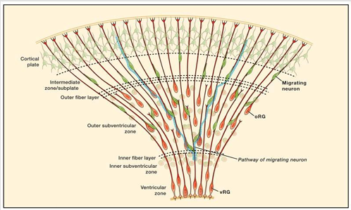 <p>The development of the OSVZ results in remodeling of the migration scaffold, with fibers no longer spanning the apical and basal surfaces, forcing migrating neurons to switch fibers and disperse tangentially</p><p>(hij zegt hier letterlijk alleen dit is die migratie waar ik het net over had)</p>