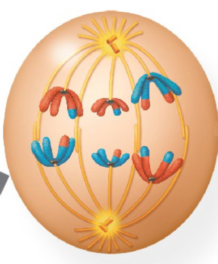 <p>Cohesins linking sister chromatids are cleaved by separase everywhere except the centromeres.</p><p>Cohesin cleavage leads to the separation of homologous chromosomes.</p><p></p><p>Sister chromatids remain together because:</p><p>1. Cohesin remains at the centromeres.</p><p>2. Their kinetochores are linked.</p><p></p>