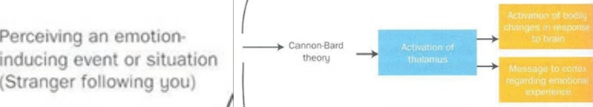 <p>physiological + emotional state at the same time</p><ul><li><p>can have different emotions in response to the same physiological symptoms</p></li><li><p>can have no emotions in reponse to physiological symptoms</p></li></ul><p>characteristic, but do not give rise to emotion</p><p>x no cognition</p><p></p>