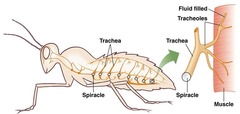<p>contain spiracles and tracheae</p>