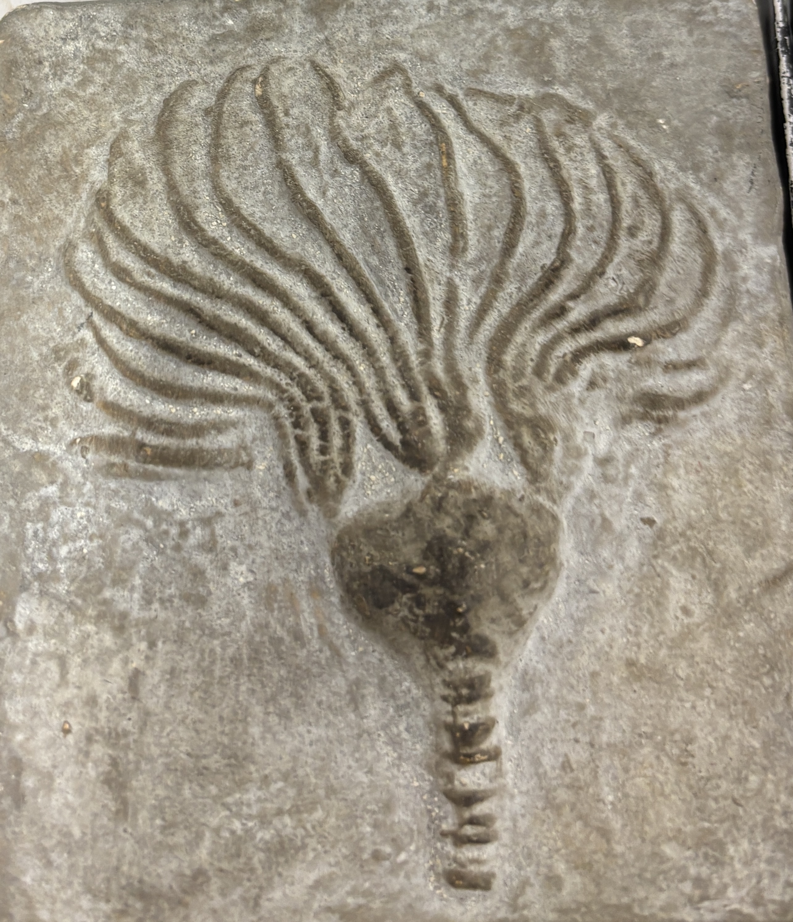 <p>sea lilies feather stars </p>