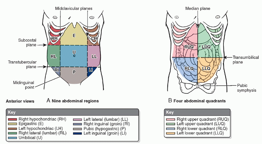 <p><span>The</span><strong> subcostal plane</strong><span> refers to a horizontal (or transverse) plane which lies just below the level of the costal margin, i.e., connecting the 10th costal cartilages of right and left sides with each other. Posteriorly, the position of </span><strong>subcostal plane</strong><span> equates to the body of the third lumbar (L3) vertebrae.</span></p>