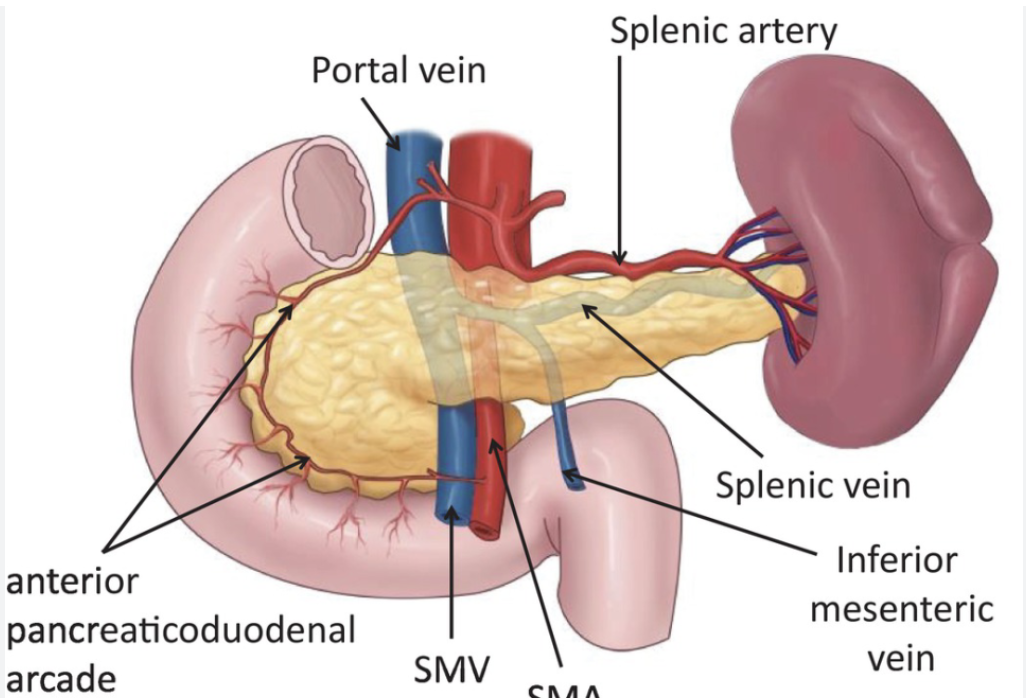 <p>The superior mesenteric artery</p>