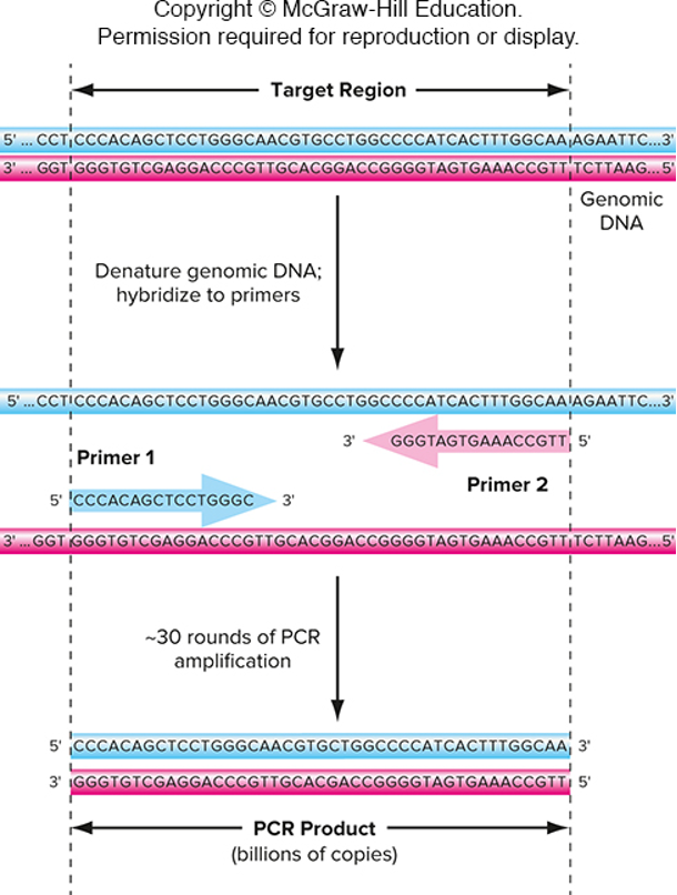 <p><span style="font-family: "Tw Cen MT";">One primer is complementary to one strand of DNA at one end of the target region</span></p><p><span style="font-family: "Tw Cen MT";">The other primer is complementary to the other strand of DNA at the other end of the target region</span></p>