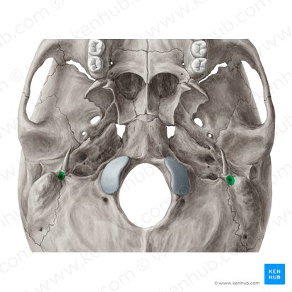<p>Stylomastoid foramen</p>
