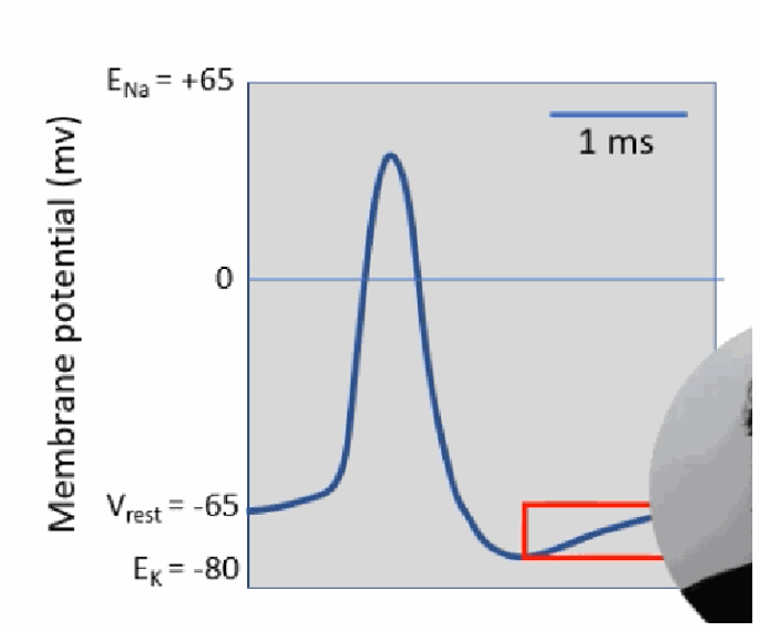 <p>The tail-end portion where the membrane potential is recovering back toward resting level but is still slightly hyperpolarised, as the Kv channels are still finishing closing.</p>