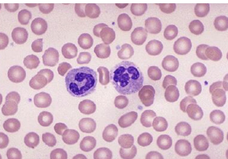 <p>Name the tissue </p>