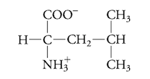 <p>hydrophobic aa</p>