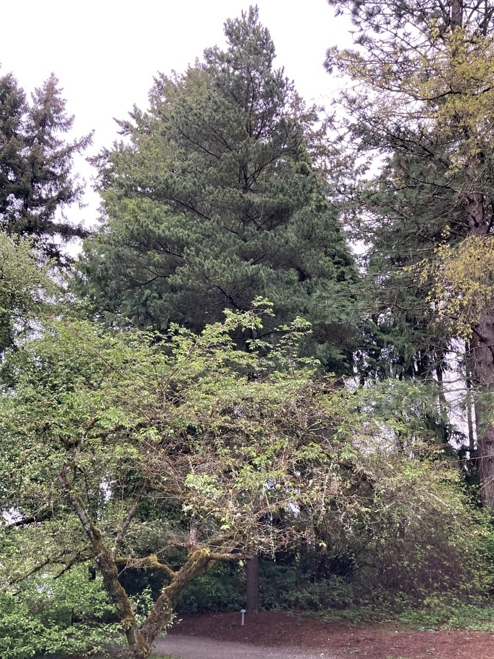 <p>Shore/Lodgepole Pine </p>