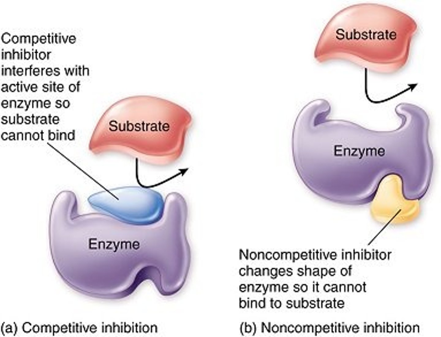 <p>Inhibition of an enzyme at the active site. Directly competes with other substrates and wins because of higher affinity for active site. This type of inhibition decreases original substrate affinity and therefore increases Km.</p><p>THIS IS THE ONLY TYPE OF INHIBITION THAT CAN BE OVERCOME BY ADDING SUBSTRATE!</p>