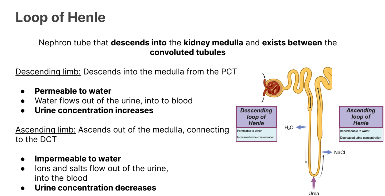 <p>Descends into the medulla from the <strong>proximal convoluted tubule.</strong></p><ul><li><p><strong>Permeable to water</strong></p></li><li><p>Water flows <strong>out </strong>of the urine, into the <strong>blood</strong></p></li><li><p><strong>Urine concentration increases</strong></p></li></ul><p></p><p></p><p>INCREASES CONCENTRATION</p><p></p>