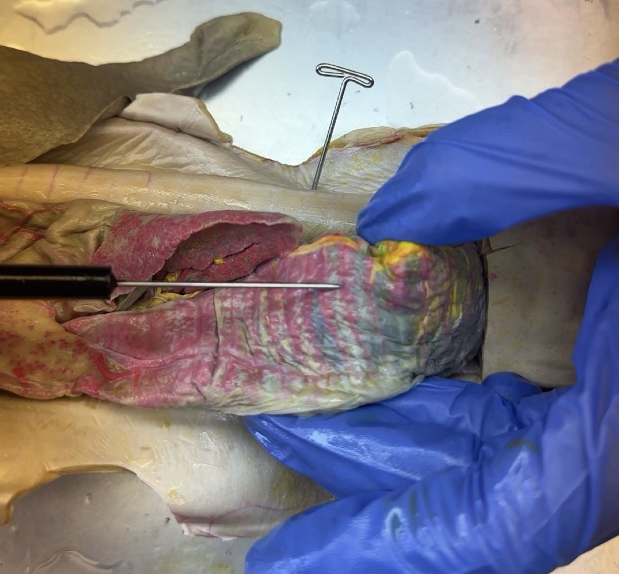 <p>what is this?</p>