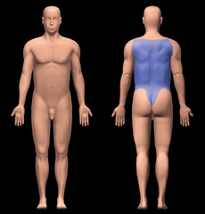 <p>Back</p>