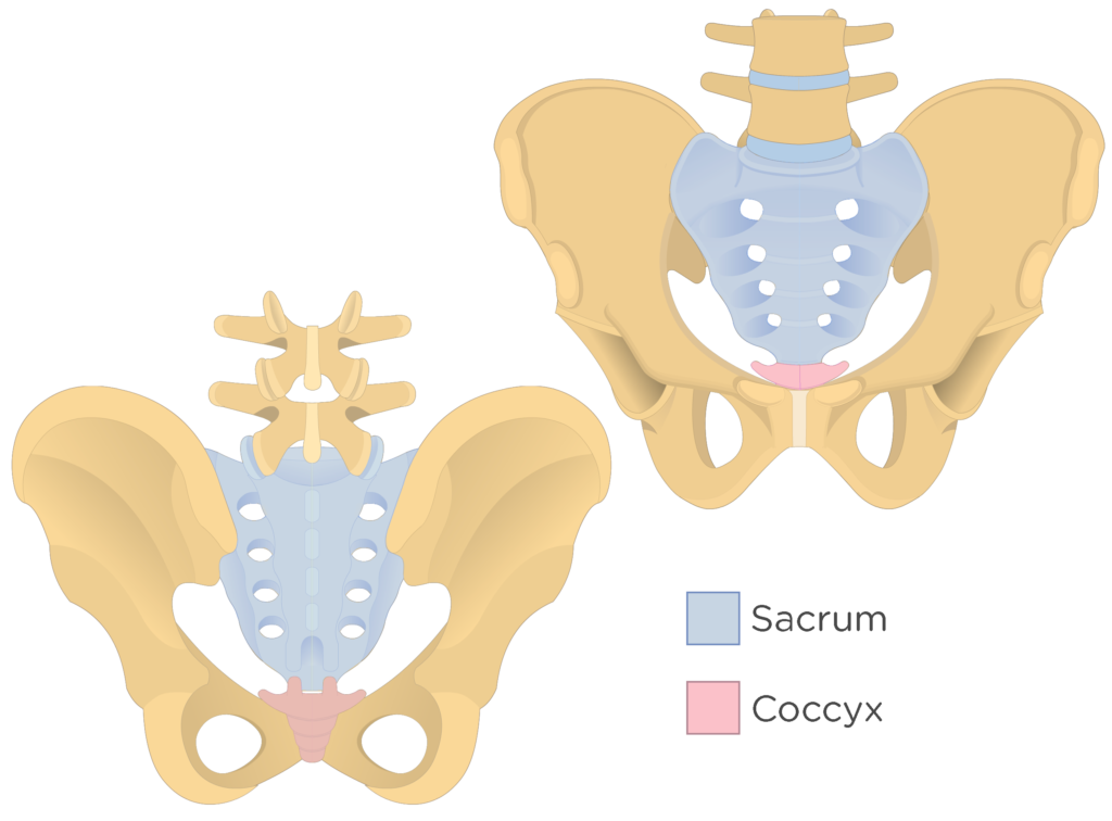 <p>Sacrum, coccyx, and innominate bones </p>