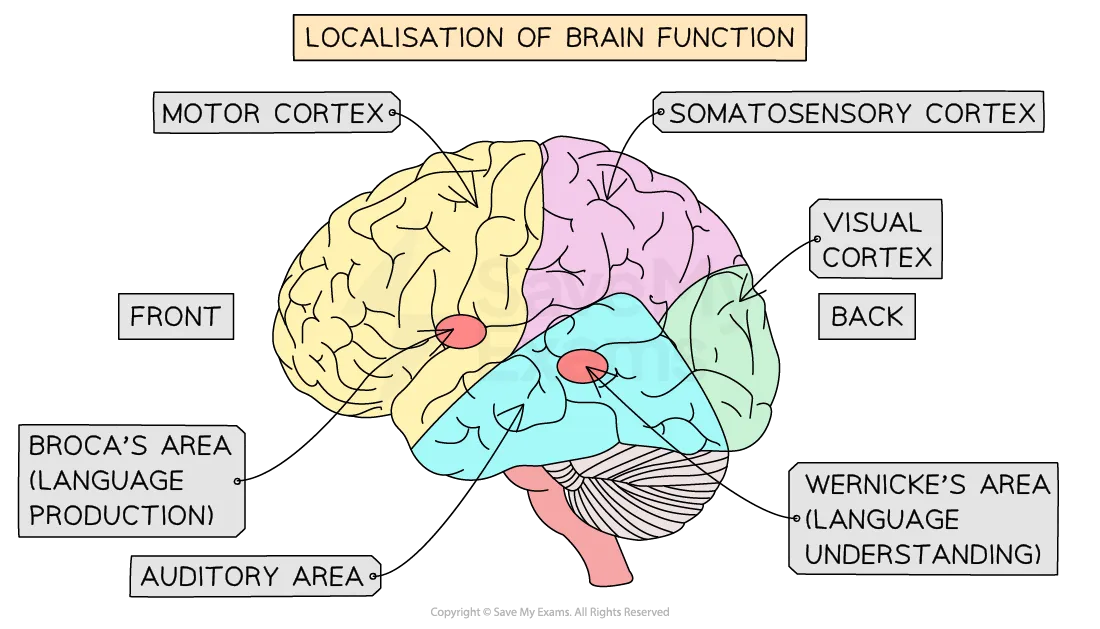 <p>AO1 - </p><p>Motor Cortex - voluntary muscle movement (contralateral) / Damage - loss of muscle function or paralysis <br>Somatosensory Cortex - receiving sense impressions from body (contralateral) / Damage - loss of sensation or neglect syndrome<br>Broca’s Area -  left frontal lobe, speech production / Damage - difficulty producing fluent speech<br>Wernicke’s Area - speech comprehension / Damage - difficulty understanding speech<br>Auditory Cortex - receives and processes sound info from ears<br>Visual Cortex - visual processing info from opposite visual field</p><p></p><p>AO3 - </p><p><span data-name="slightly_smiling_face" data-type="emoji">🙂</span> Case study research demonstrates loss of functions when areas damaged - clive wearing (amnesia) - suggests localisation<br><span data-name="slightly_smiling_face" data-type="emoji">🙂</span> Modern brain scanning techniques like FMRI support older research - especially on language areas - showing activation in regions associated</p><p><span data-name="slightly_smiling_face" data-type="emoji">🙂</span> / <span data-name="frowning_face" data-type="emoji">☹</span> Motor functions highly localised but language and consciousness maybe not? localisation is dependent on function - and due to high connectivity, no one area is truly independent</p>