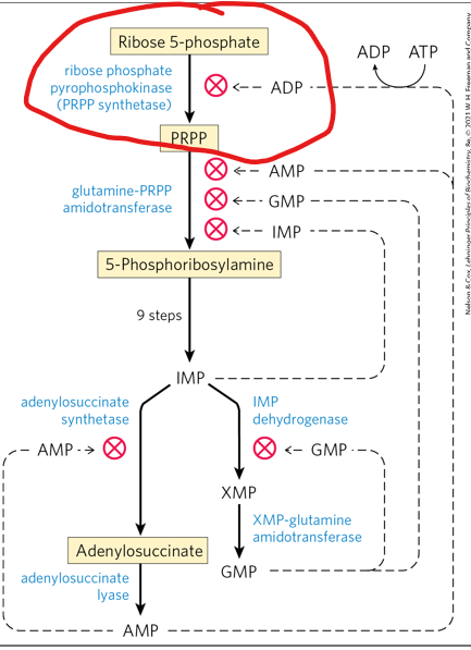 <p>Purine metabolism is highly regulated at multiple points.</p><p>What is PRPP synthetase, which produces PRPP,  regulated by?</p>
