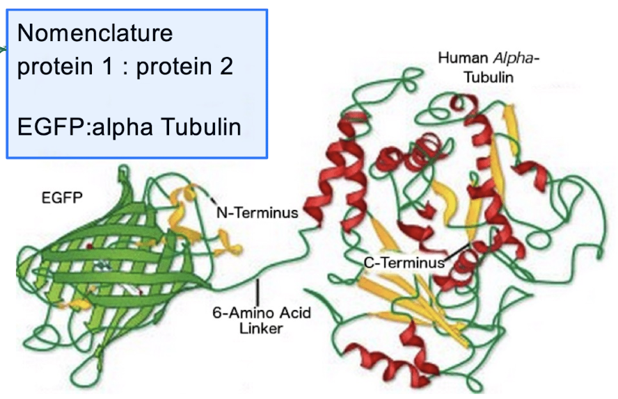 <ol><li><p>make recombinant plasmid</p></li><li><p>transfect the cells w plasmid</p></li><li><p>proteins are synthesized inside the cells</p></li></ol><p></p><ul><li><p>nomenclature:      protein 1 : protein 2</p></li></ul><p></p>