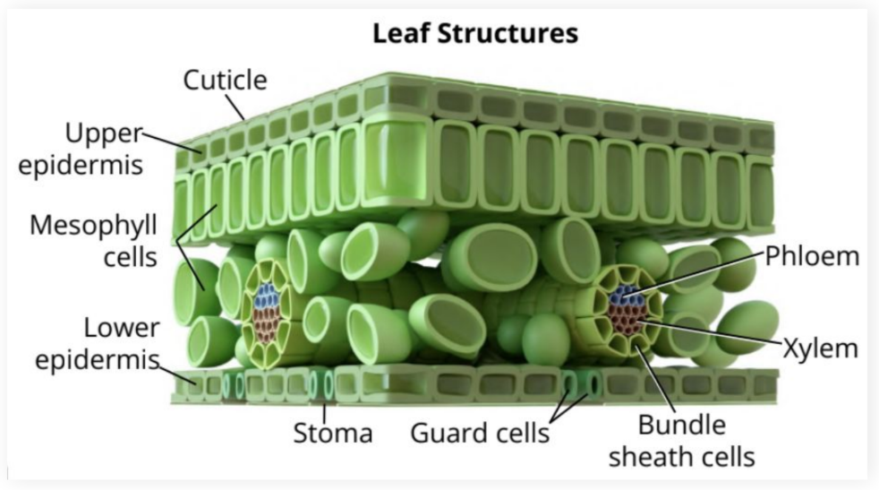 <p>Involved in photosynthesis and gas exchange</p><ul><li><p>Situated between the upper and lower epidermis</p></li></ul><p></p>