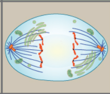 <p>What are the things 3 that happen during anaphase </p>