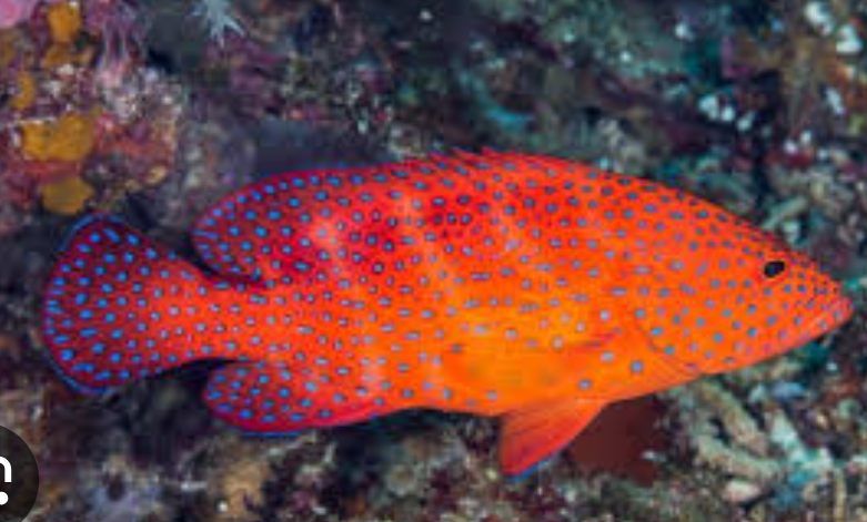 <p>Cephalopholis miniata</p>