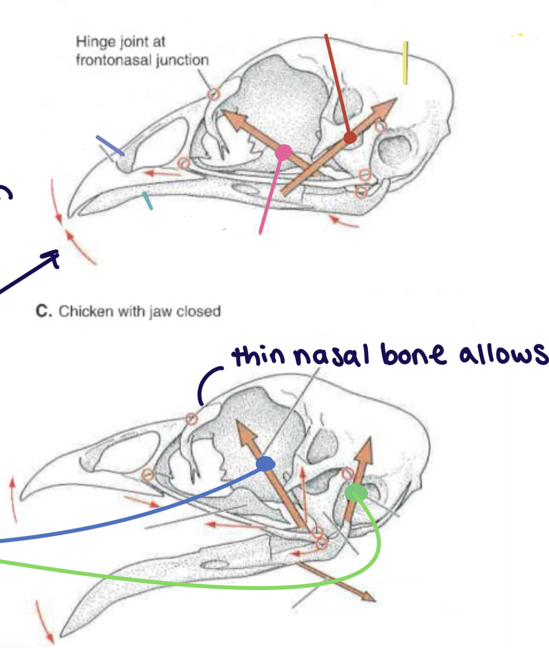 <p>Jaw apparatus: Jaw closers, <strong>Pterygoideus</strong></p>