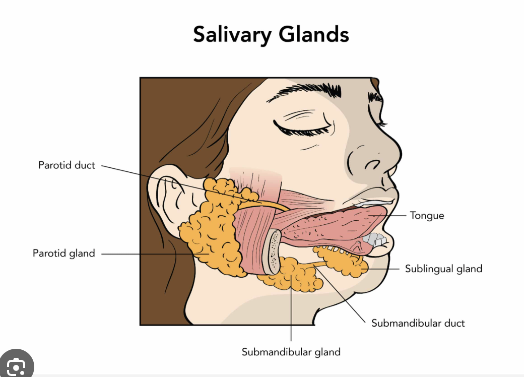 <p>Salivary glands </p>