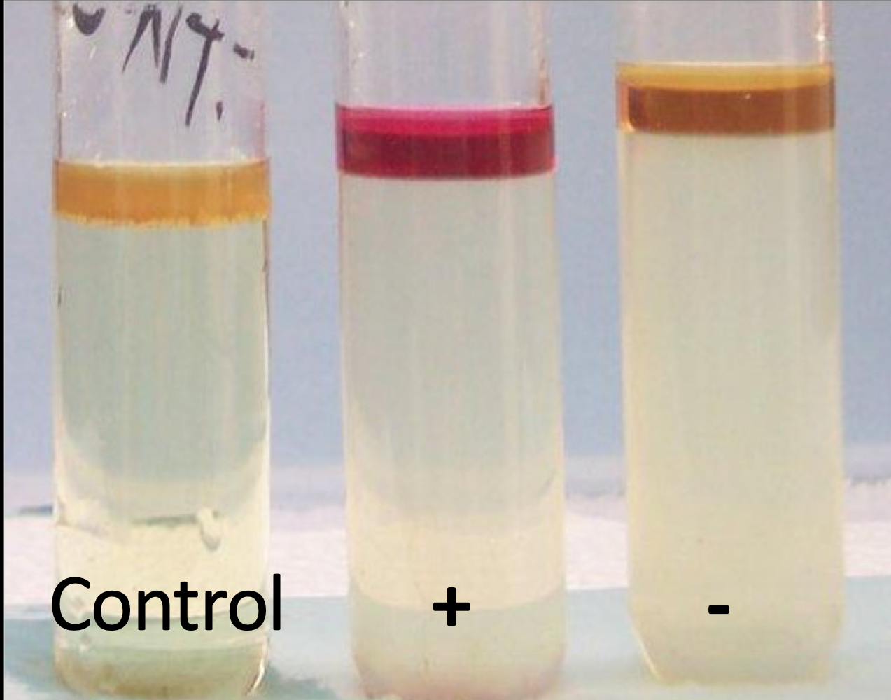 <ul><li><p>(+) = cerise/red</p></li><li><p>(-) = no change in the reagent color</p></li></ul><p></p>