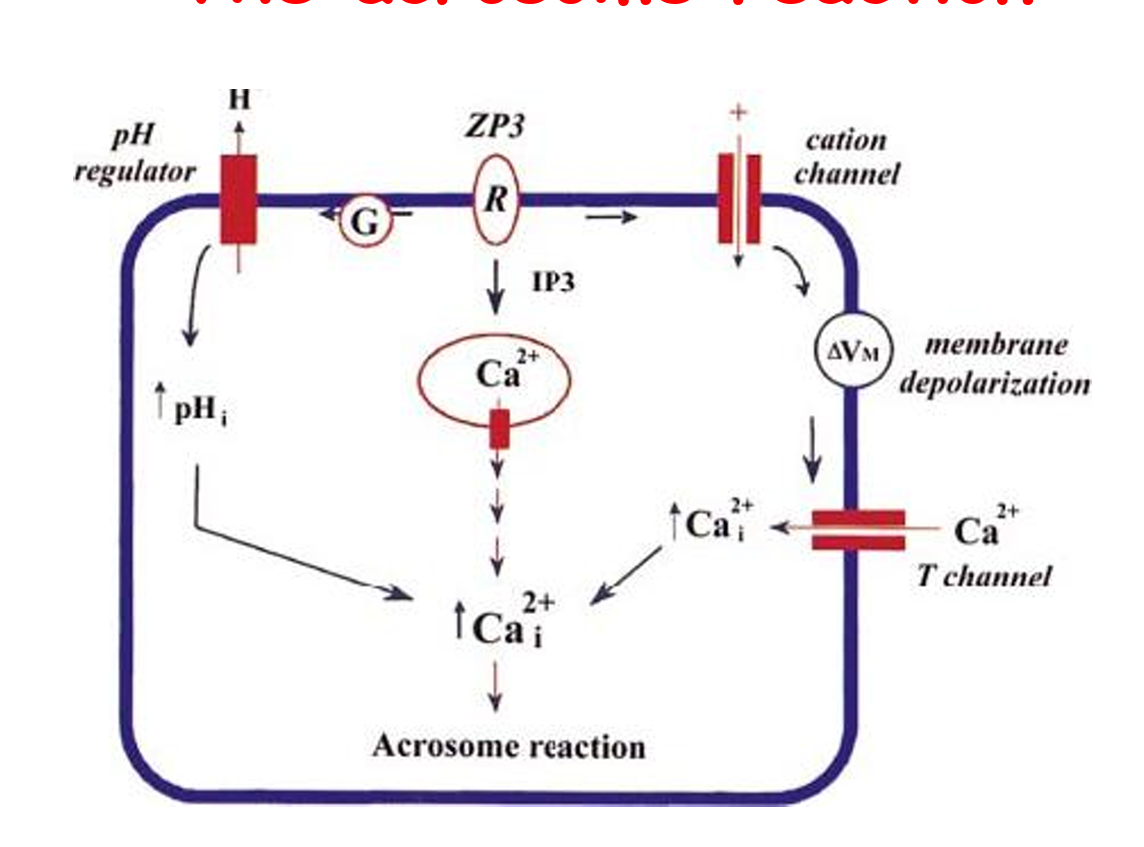 <ul><li><p>zona pellucida binds to at least 2 different receptors in the plasma membrane</p></li><li><p>recepto<strong>r R </strong>is a<strong> G coupled receptor </strong>that <strong>activates phospholipase C</strong></p></li><li><p>receptor <strong>TK</strong> is a tyrosine kinase receptor coupled to<strong> PLC gamma</strong></p></li><li><p>binding to r regulates <strong>adenylyl cyclase </strong>leading to <strong>elevation of cAMP and PKA activation</strong></p></li><li><p>PKA activates voltage dependent calcium channer which releases calcium from inside to cytosol</p></li><li><p>PLC gamma is activated and more calcium increase through cascade</p></li><li><p>TK can alson activate Na/H exvhanger leading to alkalinisaion of the cytosol</p></li><li><p>increase in calcium and pH leads to <strong>membrane fusion and acrosomal exocytosis</strong></p></li></ul><p></p>