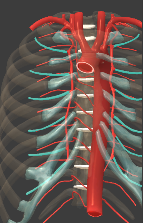 <p>from each internal thoracic artery, a series of these arteries with one beneath each rib on that side</p>