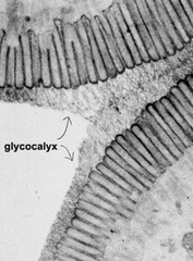 <p>Glycocalyx</p>