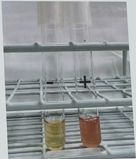 <ul><li><p>tests for the butelyene glycol pathway</p></li></ul><p><strong>Glucose ————> AMC ———> Butylene glycol (4.5 > pH > 7)</strong></p><p><strong>Vogues Proskaur</strong></p><ul><li><p><strong>medium:</strong> MRVP Broth</p></li><li><p><strong>Substrate:</strong> Glucose</p></li><li><p><strong>Enzyme: </strong>N/A</p></li><li><p><strong>Other reagents: </strong>a-Napthol, Potassium hydroxide (KOH)</p></li></ul><p></p>