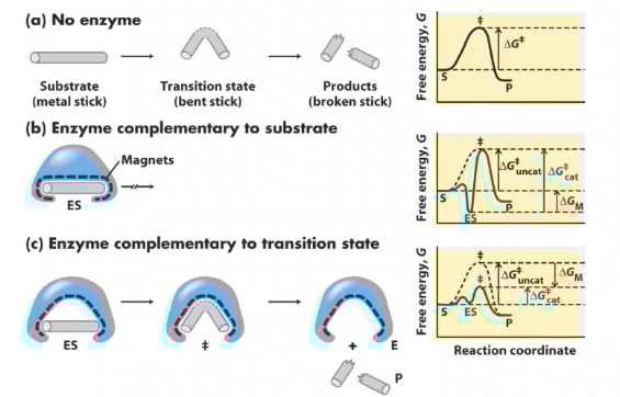 <p>Potentially the most important catalytic mechanism, it means the enzyme binds to the transition state with much more affinity than it does to either the starting substrates or the final products.</p><p></p><p>The enzyme's active site is physically molded to complement the highest-energy, most awkward geometric shape the substrate must adopt to react (like a tetrahedral oxyanion or a 5-bonded phosphate). The enzyme stabilizes this specific deformed substrate geometry to overcome the activation energy barrier.</p>