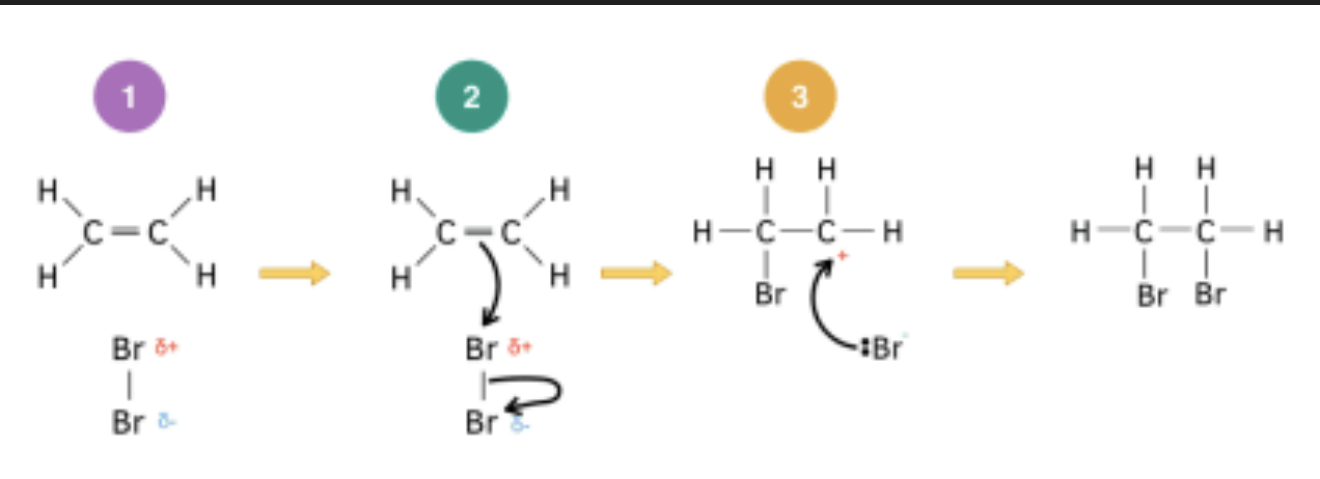 <p><span>Describe the mechanism for the electrophilic addition of Br₂ to ethene, including the intermediate formed</span></p>