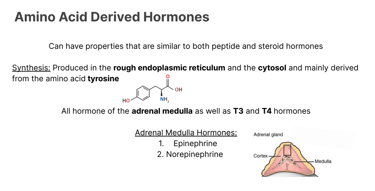 <p>Can have properties that are similar to both peptide and steroid hormones.</p><p></p><p><strong>Synthesis: </strong>Produced in <strong>rough endoplasmic reticulum, </strong>and the <strong>cytosol</strong> and mainly derived from the amino acid <strong><em>tyrosine.</em></strong></p><p></p><p>All hormones of the <strong>adrenal medulla </strong>as well as <strong>T3 </strong>and <strong>T4 </strong>hormones.</p><p></p><p><strong>Adrenal Medulla <em>Hormones</em></strong></p><ul><li><p><strong>Norepinephrine</strong></p></li><li><p><strong>Epinephrine</strong></p></li></ul><p></p>