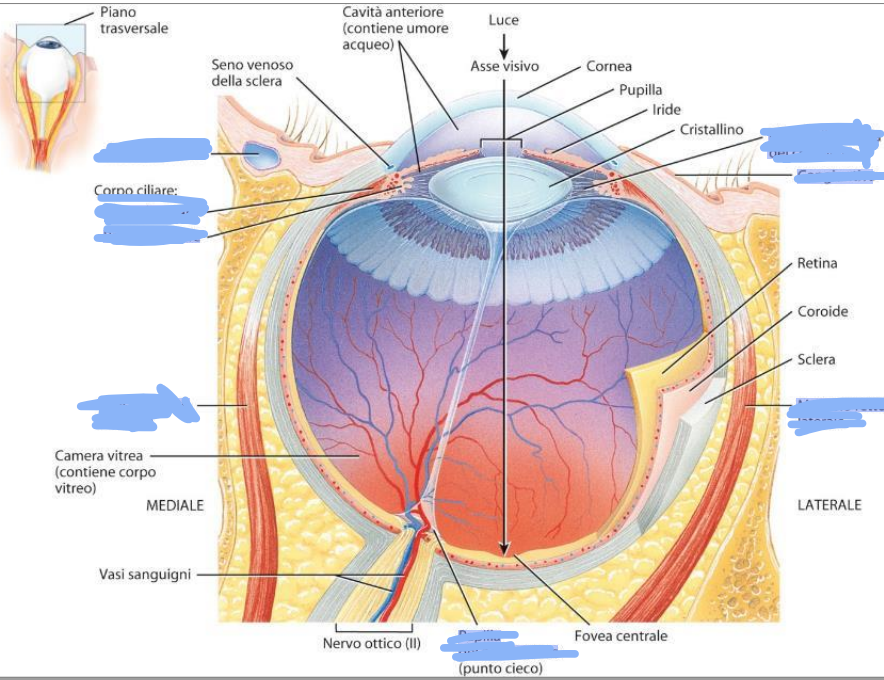 <p>approfondimento di termini per l’occhio</p>