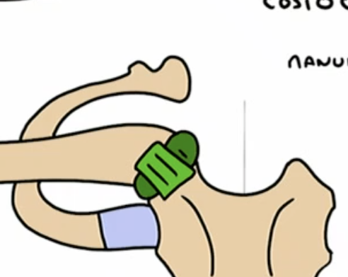 <p>lig sterno-claviculaire ant</p>