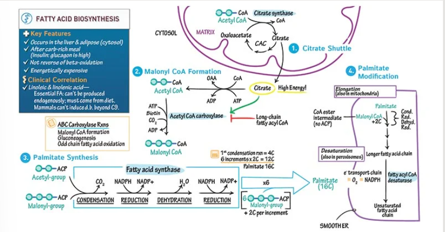 <p>How is <strong>Acetyl CoA Carboxylase (ACC) </strong>tightly regulated</p>