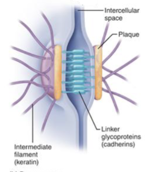 <p>small openings/spaces; anchor cells to each other</p><ul><li><p>anchoring junctions</p></li><li><p>bind adjacent cells together like molecular Velcro</p></li><li><p>help keep cells from tearing apart</p></li></ul><p></p>