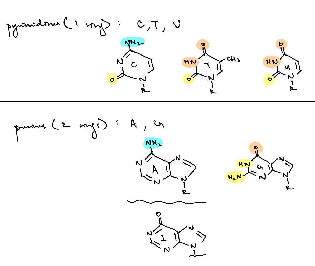 <p>the most common type of DNA methylation is <u>5-methylcytosine</u></p><ul><li><p>not mutagenic b/c doesn’t disrupt H bonding b/w C-G base pairs, so no change in DNA sequence/ not mutagenic</p></li></ul><p>cytosine (and DNA in general) is methylated by <strong><u>DNMT</u> (DNA methyltransferase) </strong>to form this common DNA methylation product: 5-methylcytosine</p><p>while <strong>DEmethylation </strong>of DNA involves the enzyme <strong><u>TET </u>(ten eleven translocation enzyme)</strong></p>
