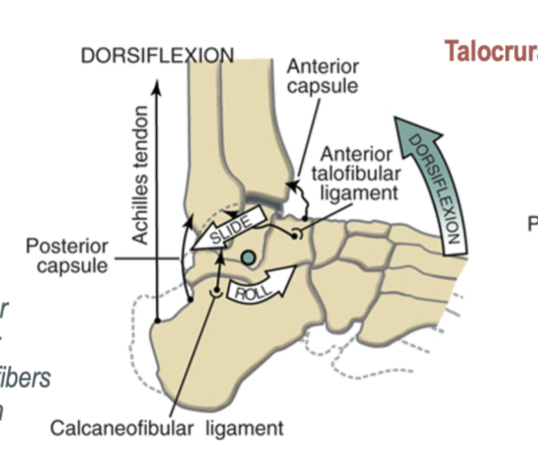 <p>the talus rolls anterior and slides posterior</p>