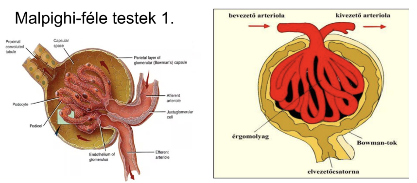 <ul><li><p style="text-align: justify;"><span><strong>Hajszálérgomolyag</strong></span><span style="background-color: transparent;">: <em>glomerulus</em>, amelyben artériás vér kering</span></p></li><li><p style="text-align: justify;"><span><strong>Kettős falú tok</strong></span><span style="background-color: transparent;">: Bowman tok, amely kehelyként veszi körül a hajszálérgomolyagot</span></p></li><li><p style="text-align: justify;"><span><strong>Kilépő-elvezető ér</strong></span><span style="background-color: transparent;">: <em>vas efferens</em>, amelynek keresztmetszete vékonyabb</span></p></li><li><p style="text-align: justify;"><span><strong>Belépő ér</strong></span><span style="background-color: transparent;">: <em>vas afferens</em>, amelynek keresztmetszete vastagabb</span></p></li><li><p style="text-align: justify;"><span><strong>Érpólus</strong></span><span style="background-color: transparent;">: az a rész, ahol a bevezető és kivezető erek áthaladnak</span></p></li><li><p style="text-align: justify;"><span><strong>Vizeleti pólus</strong></span><span style="background-color: transparent;">: a vesetestecske érpólussal szemben lévő része, ahol a csatornarendszer kezdődik</span></p></li></ul><p></p>