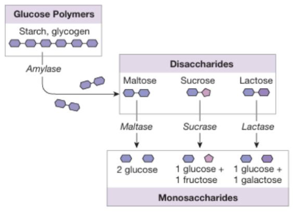 <ul><li><p>Carbohydrate digestion begins in the mouth with salivary amylase which initiates breakdown of starch and glycogen into smaller polysaccharides</p></li><li><p>Salivary amylase is denatured in the stomach due to low pH, but carbohydrate digestion resumes in the small intestine with pancreatic amylase that produces disaccharides such as maltose, sucrose, and lactose</p></li><li><p>These are further broken down at the intestinal brush border by specific disaccharidases (maltase, sucrase, and lactase) into their absorbable monosaccharide end products: glucose, galactose, and fructose</p></li></ul><p></p>