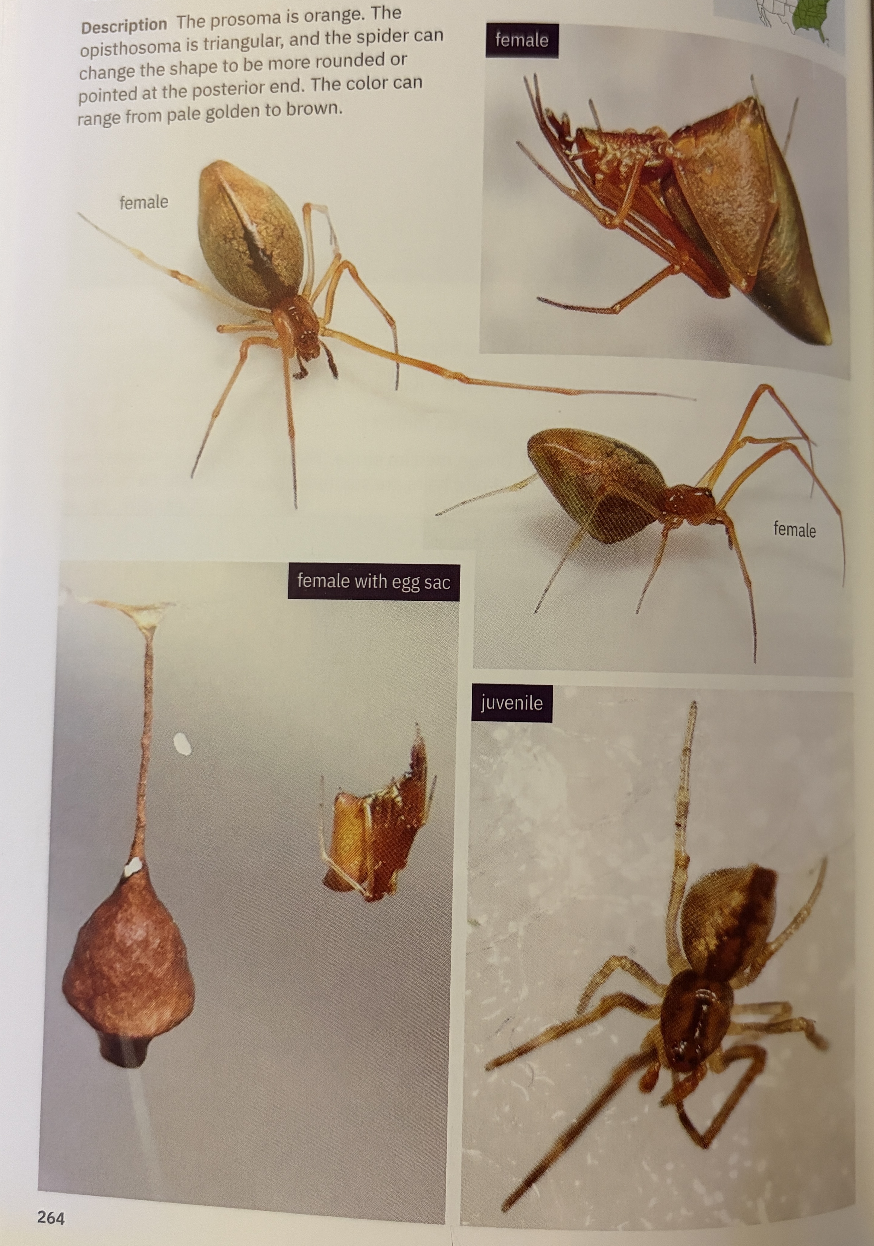 <p>Neospintharus trigonum - “horned parasitic cobweaver”</p><p>family: Theridiidae</p>