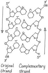 <p>The polymer in a nucleic acid is a(n) ______________.</p>