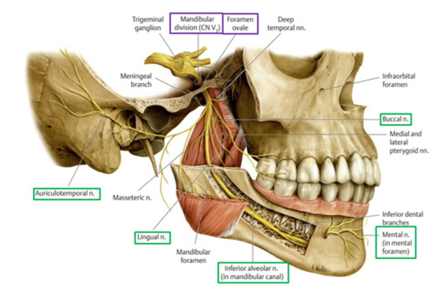 <p>What does the sensory branch of the buccal nerve innervate?</p>